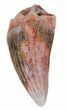 Triassic Phytosaur Anterior Tooth - Arizona #62423-1